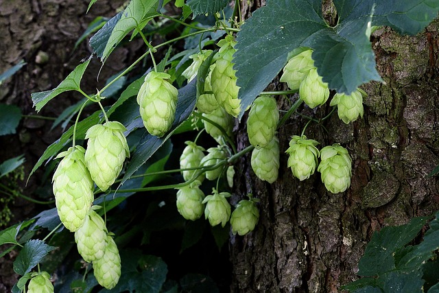 hop cones, plant, nature, hop